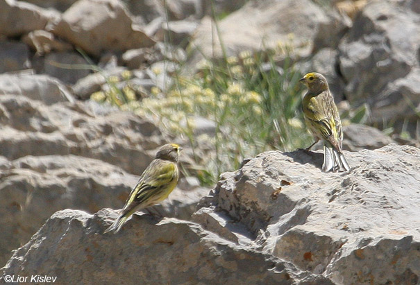 בזבוז לבנון Syrian Serin Serinus syriacus                          הר החרמון,מאי 2008.צלם:ליאור כסלו.                                